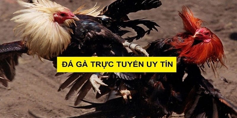 Những điểm nổi bật tạo nên sức hút của đá gà trực tuyến 